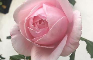 Residence Petradoru - Foto 7