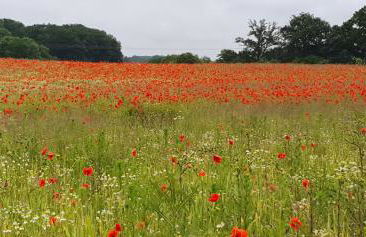 Haus Hinz Fe-Wo an der Ostsee - Foto 19