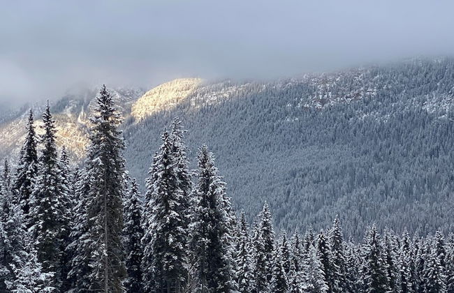Rustic Beaverfoot Lodge Basic Cabin - Photo 30