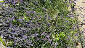 Pensjonat Eden Apartament 8 - Foto 3, Garden