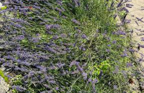 Pensjonat Eden Apartament 8 - Foto 3