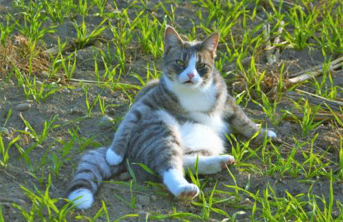 Ferienwohnung Riedblick Süd-Ost - Foto 11