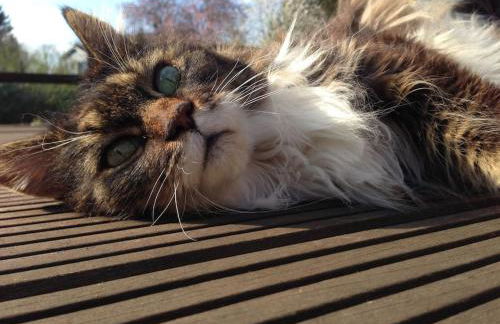 Alles am Fluss in Lüneburg - Foto 29