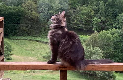 Mas dAmour - Foto 27