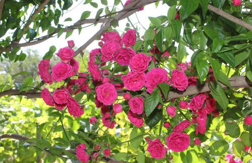 Tosis Apartments - Foto 22