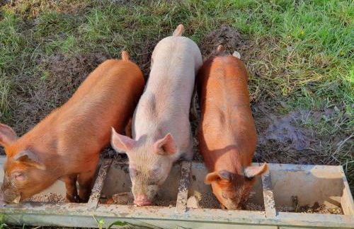 Double Decker Bus on an Alpaca Farm Sleeps 8 - Foto 92