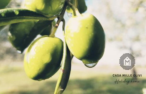 Casa Mille Olivi - Peaceful Lake View House, Private 50m2 Pool, near Motovun - Photo 55