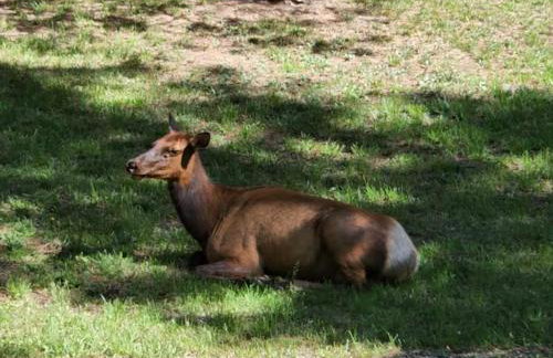 Chic Country Home in the Woods with Hot Tub - Foto 34
