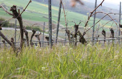 Ferienwohnung Zu den Weinbergen - Foto 9