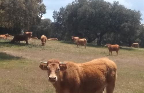 CASA RURAL EL TRASTERO DE CARMELO - Foto 48