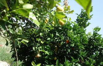 Agriturismo Baglio San Nicola - Foto 110