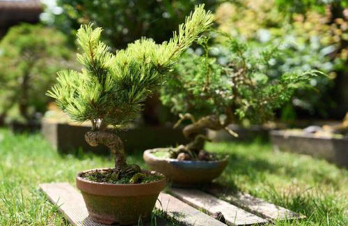 La charmante - Foto 47