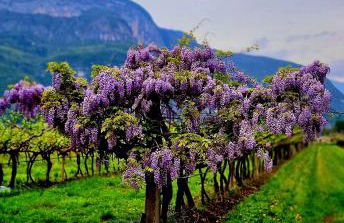 Antico Fienile Agritur - Photo 7