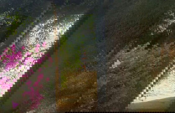 La bougain Villa - Photo 23