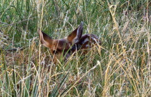 Rustic Treehouse - Foto 15