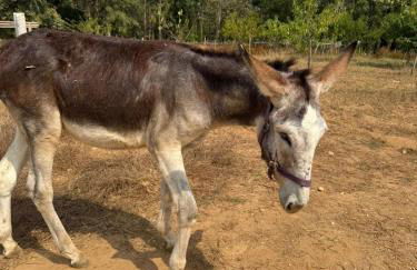 Retiro dos Cedros - Quarto Adega - Foto 42