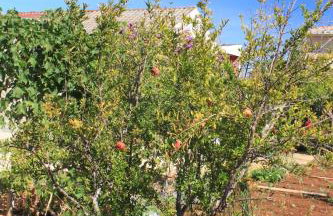 Apartments with a parking space Ugljan - 8416 - Foto 12