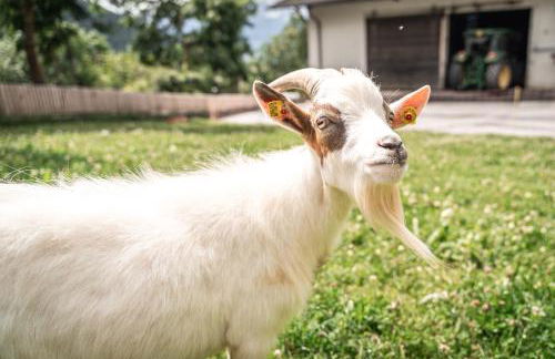 Maraias-Farm - Foto 17