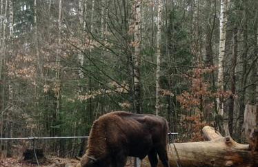 Agroturystyka Przy Siole Budy - Foto 38