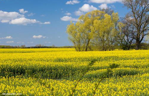 Ostsee-Oase - Foto 14