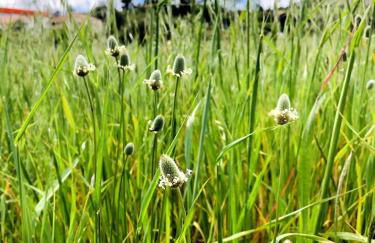 Casa Martins Country Apt 8 - Courtyard and pool - Foto 23