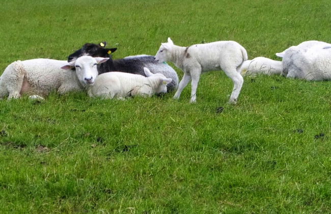 Ferienhaus mit Garten in Nessmersiel - Foto 18