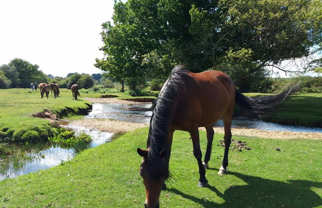 Forest Palms - Foto 30