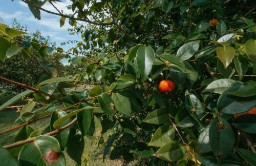 Casa pé na areia Condomínio Cancun Beach itapoá/SC - Photo 71