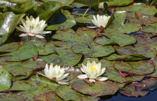 Lower Court Byre - Foto 42