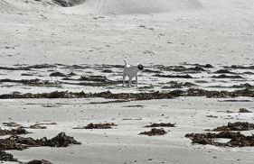 Seas the Day - self catering lodge North Uist - Foto 6