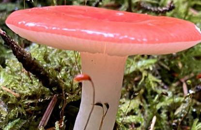 Historical North Cottage in Old Deer - Photo 48