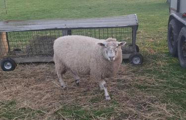 Mardi Gras, Upwell - Foto 24