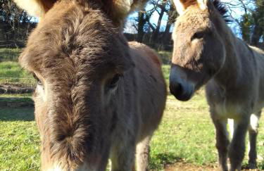 Les Favouilles, le gîte pour 15 personnes - Foto 32