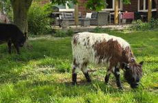 Ferienwohnung Wiesmoor - Ranch - Foto 3