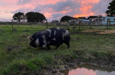 The Little Cabin - Foto 21