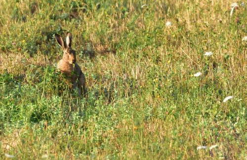 Casa Campomonte - Foto 28