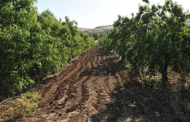 Zimmer BaSadot - Foto 26