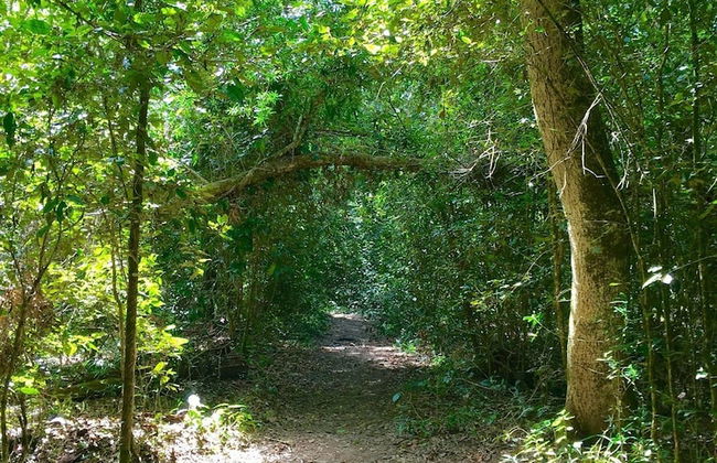 Forest Edge - Foto 57