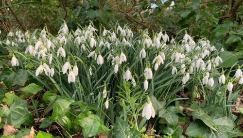 Bossiney Cove Cottage - Foto 5