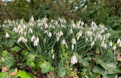 Bossiney Cove Cottage - Foto 5