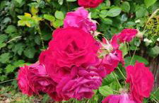 Küstenliebe - Foto 18