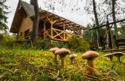 Smerekowiec Domek w lesie - Beskid Niski - Foto 44