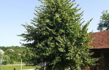 Kuća za odmor Dankica - Foto 26