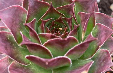 Sunset Hill - Tuscany - Villa & private Pool - Foto 44