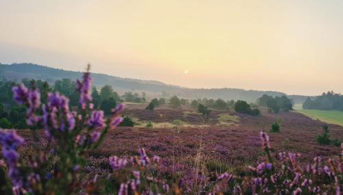 Heide Ferien - Hof Bockelmann - Foto 3