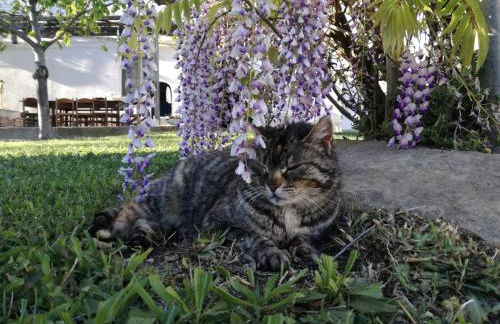 Relais Il Giardino fra gli Ulivi - Foto 45