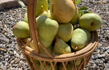 Gîte du Hibou - jolie dépendance sur verger - Foto 21