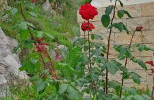 KUĆA U PRIRODI LI - Foto 15