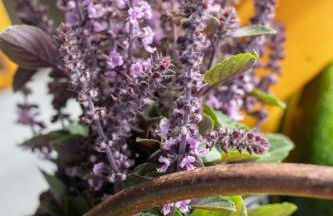 Eco-lodges Lacanau Moutchic Inn - 4 pers - Foto 32