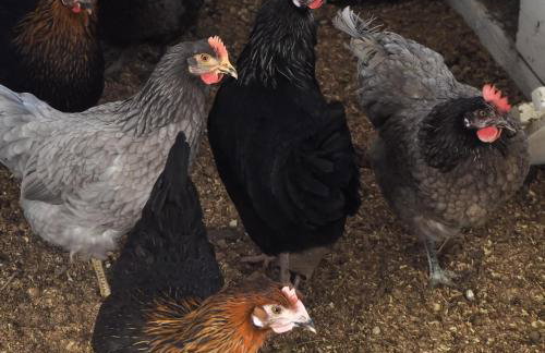 Ferienwohnung Immergrün - Foto 10